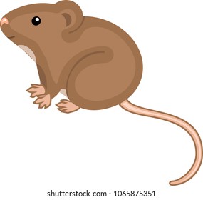 Cute cartoon brown house mouse on white background