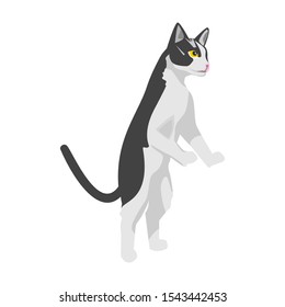 Cute cartoon cat with white background, vector