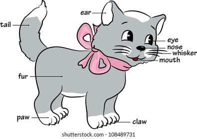 A cute cartoon cat.Vocabulary of body parts. Vector illustration.