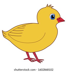 Cute cartoon chick Eps-10 vector illustration. Hand drawing design on isolated white background.

