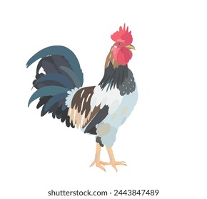 Cute cartoon cock, rooster illustration. Vector farm birds, isolated on White background.