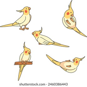 Cute cartoon cockatiel vector illustration