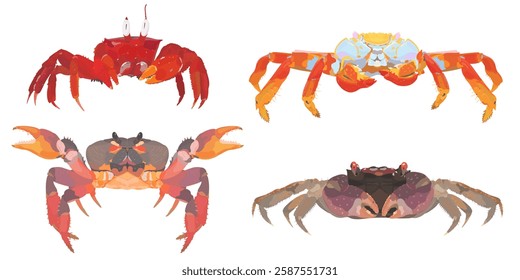 Caranguejo de desenho animado bonito. Caranguejos leves, caranguejos-vampiro e caranguejos de perto isolados no branco. Conjunto de ilustrações do ícone do vetor de alimentos do mar. 