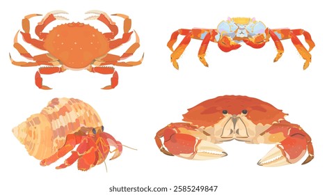 Caranguejo de desenho animado bonito. Vermelho, Caranguejo Eremita, Caranguejo Lightfoot e caranguejo dungeness cozido isolado no branco. Conjunto de ilustrações do ícone do vetor de alimentos do mar.