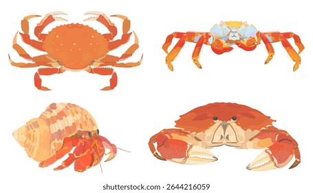 Caranguejo de desenho animado bonito. Caranguejo vermelho, Lightfoot, Caranguejo eremita e caranguejo dungeness isolado no fundo branco. Conjunto de ilustrações de vetor de frutos do mar.