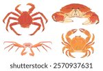 Cute cartoon Crab. Red Crab, Snow Crab and alaskan King Crab on white background. Seafood vector illustration set.