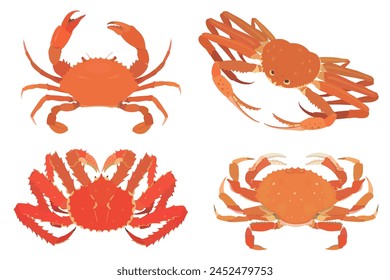 Cangrejo de dibujos animados. Cangrejo rojo, cangrejo de la nieve, cangrejo rey rojo de Alaska aislado sobre fondo blanco. Set de Ilustración vectorial de mariscos.