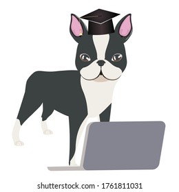 Cute cartoon dog, Boston Terrier wear graduation cap with laptop.