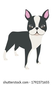 Perro de dibujos animados, ilustración de Boston Terrier sobre fondo blanco.