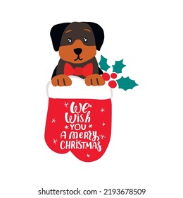 Cute cartoon dog rottweiler. Cartoon puppy in Christmas socks. Vector illustration on white background.