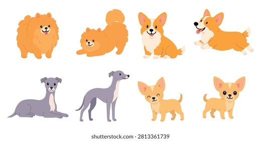 Cute cartoon dog selection featuring four popular breeds including pomeranian spitz, welsh corgi, Italian greyhound, and chihuahua in playful poses. Isolated vector characters on white background.