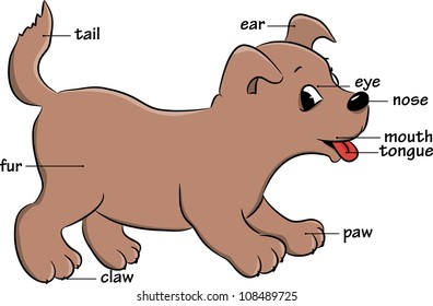 A cute cartoon dog. Vocabulary of body parts. Vector illustration.