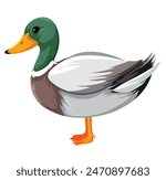 Cute cartoon duck clipart page for kids. Vector illustration for children. Vector illustration of Cute cartoon duck on isolated white background.


