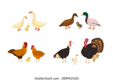 Cute cartoon duck, goose, chicken, rooster, turkey, chicken, gosling. Vector hand drawn illustration on white background