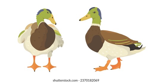 Cute cartoon duck. Vector farm animals illustration on White background.