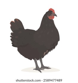 Cute cartoon farm Bird. Vector illustration of Black Chicken, Hen isolated on white background. 