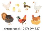 Cute cartoon farm birds collection. Vector illustrations of Chicken, Hen, eggs, Chick, Duck, Goose, Turkey and Rooster on white background. Set of poultry clip.