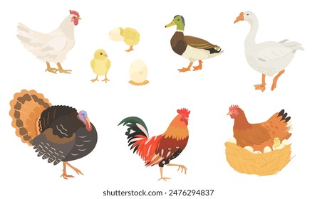 Cute cartoon farm birds collection. Vector illustrations of Chicken, Hen, eggs, Chick, Duck, Goose, Turkey and Rooster on white background. Set of poultry clip.