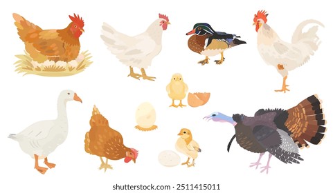 Coleção de pássaros de fazenda de desenhos animados bonitos. Ilustrações vetoriais de Frango, Galinha, Pato, Ganso, Turquia e Galo sobre fundo branco. Conjunto de clipe de aves.