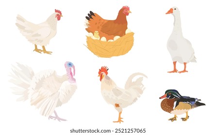 Coleção de pássaros de fazenda de desenhos animados bonitos. Ilustrações vetoriais de galinha branca, galinha, pato, ganso, Turquia e galo sobre fundo branco. Conjunto de clipe de aves.