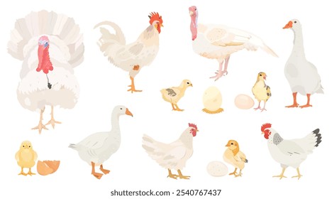 Coleção de pássaros de fazenda de desenhos animados bonitos. Ilustrações vetoriais de frango branco, pintos, galinha, ovos, ganso, Turquia e galo sobre fundo branco. Conjunto de clipe de aves.