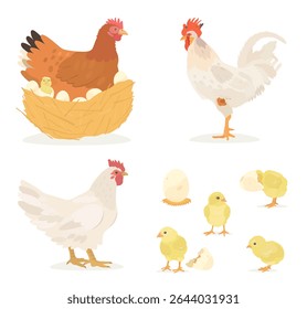 Cute cartoon farm birds collection. Vector illustrations of Chicken, Hen, eggs, Chick and Rooster on white background. Set of poultry clip.