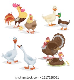 Cute cartoon farm birds set. Couple birds collection. Rooster and hen, ducks, geese and turkeys. Farm animals. Vector illustrations isolated on white background.