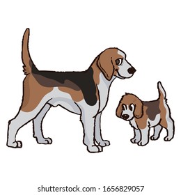 Cute cartoon foxhound hunting dog and puppy vector clipart. Pedigree kennel doggie breed for dog lovers. Purebred doggy for pet parlor illustration mascot. Isolated canine hound. EPS 10. 