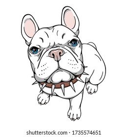 Cute cartoon french bulldog in spiked collar