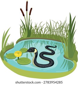 Cute cartoon grass snake (Natrix natrix) swimming in pond with yellow water lily (Nuphar lutea), vector illustration isolated 