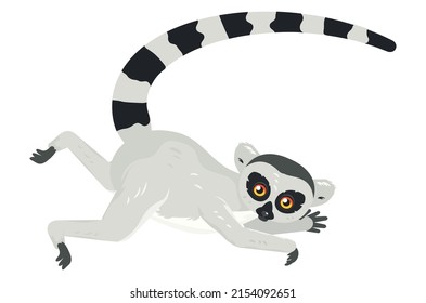 Cute caricatura gris lemur catta, ilustración de cola de anillo.