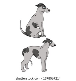 Cute cartoon Greyhound dog vector clipart. Pedigree kennel doggie for pet parlor mascot. Purebred domestic sighthound puppy training for kennel club illustration. Isolated canine breed. 