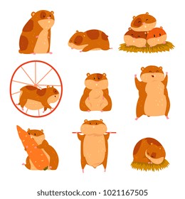 Cute cartoon hamster characters set, funny animal in different situations vector Illustrations