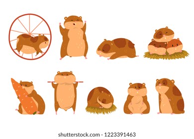 Cute cartoon hamster characters set, funny animal in different situations vector Illustrations