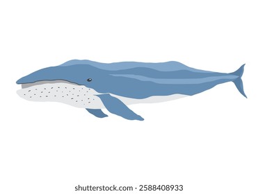 Cute Cartoon Humpback Whale. Arctic, Polar sea animal. Creature image icon. Vector Illustration.