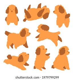 Cute cartoon illustration with toy poodle puppy in different poses. Brown curly cute puppy collection set. Lovely animal pet with different emotions in flat doodle style. Isolated on white background