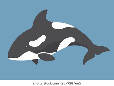 Cute Cartoon Killer Whale. Arctic, Polar sea animal. Orca image icon. Vector Illustration.