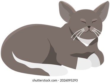 Cute cartoon kitty with gray colored fur lies with closed eyes, nice pet vector illustration on white background. Pet cat shorthair home kitten is slipping, domestic animal with mustache and tail