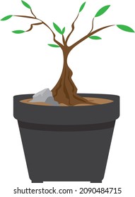 cute cartoon little bonsai that hasn't fully grown