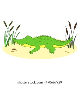 Cute cartoon little crocodile in reeds isolated on background, Vector doodle Illustration, wild animal, Character design for baby shower, greeting card, children invite, creation of alphabet