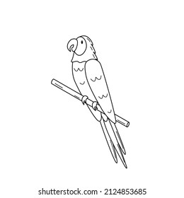 Cute cartoon macaw parrot is sitting on a branch. Coloring book, vector illustration of a tropical bird