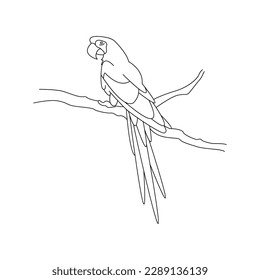 Cute cartoon macaw parrot sitting on a branch. Isolated vector illustration in linear style. Simple clipart. Design element. Tropical life and travel. Birds of Central and South America
