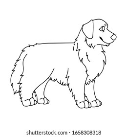 Cute cartoon monochrome lineart australian shepherd dog vector clipart. Pedigree kennel doggie breed for dog lovers. Purebred domestic puppy for pet parlor illustration mascot. Isolated.