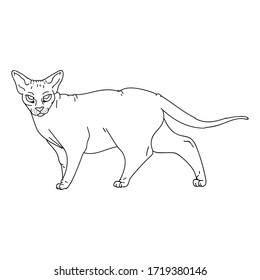 Cute cartoon monochrome sphynx cat vector clipart. Pedigree exotic kitty breed for cat lovers. Purebred domestic kitten lineart for pet parlor illustration mascot. Isolated hairless feline housecat.