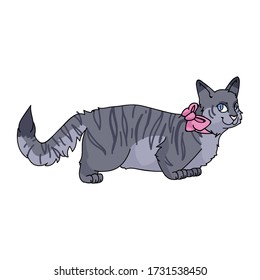 Cute cartoon munchkin cat with pink bow vector clipart. Pedigree kitty breed for cat lovers. Purebred grey domestic kitten for pet parlor illustration mascot. Isolated feline housecat. EPS 10.