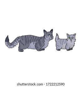 Cute caricatura munchkin gato conjunto clípart vector. Cría de gatitos pedigrí para los amantes de los gatos. Gatito doméstico de color gris purebred para mascota de ilustración de salón de mascotas. Housecat felino aislado. EPS 10.