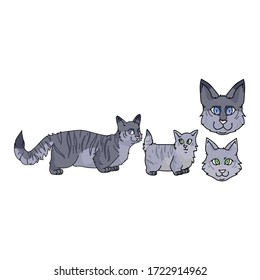 Cute cartoon munchkin cat set vector clipart. Pedigree kitty breed for cat lovers. Purebred grey domestic kitten for pet parlor illustration mascot. Isolated feline housecat. EPS 10.