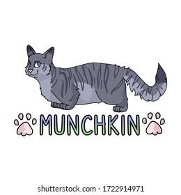 Cute cartoon munchkin cat with text vector clipart. Pedigree kitty breed for cat lovers. Purebred grey domestic kitten for pet parlor illustration mascot. Isolated feline housecat. EPS 10.