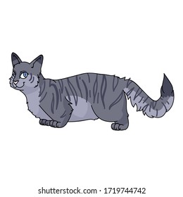 Cuta caricatura munchkin gato vector clipart. Cría de gatitos pedigrí para los amantes de los gatos. Gatito doméstico de color gris purebred para mascota de ilustración de salón de mascotas. Housecat felino aislado. EPS 10.