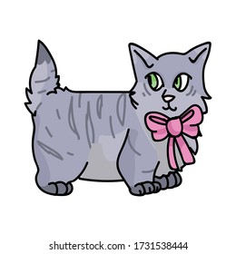 Cute cartoon munchkin kitten with pink bow vector clipart. Pedigree kitty breed for cat lovers. Purebred grey domestic cat for pet parlor illustration mascot. Isolated feline housecat. EPS 10.